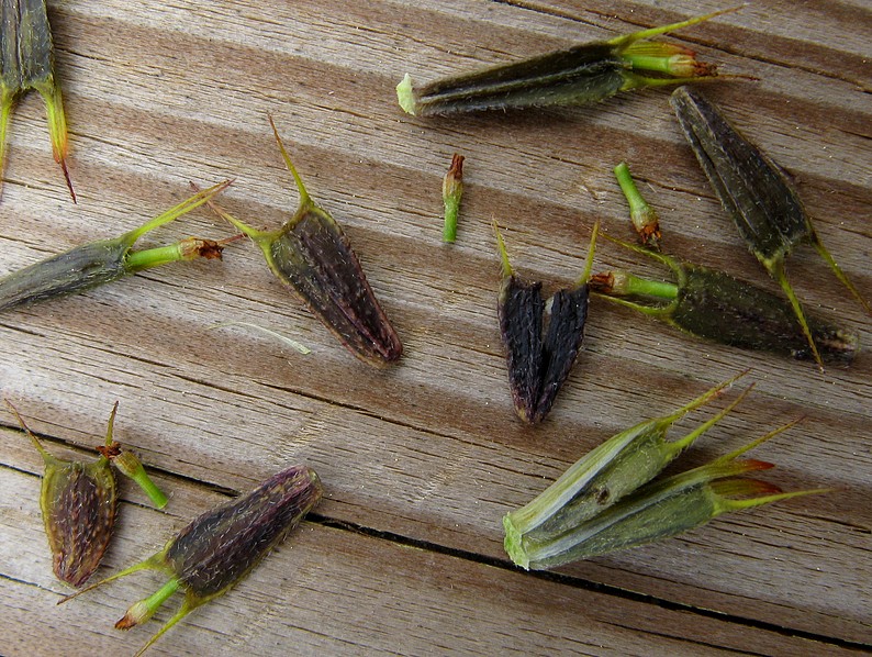 Bidens frondosa / Forbicina peduncolata